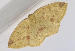 Periclina apricaria