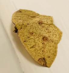 Periclina apricaria