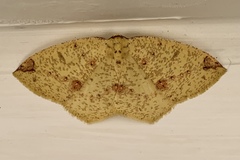 Periclina apricaria