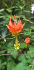 Aquilegia eximia