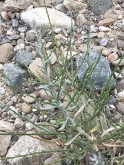 Lepidospartum squamatum