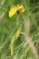 Iris pseudacorus