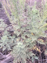 Ambrosia psilostachya