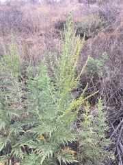 Ambrosia psilostachya