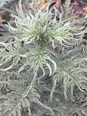 Ambrosia psilostachya