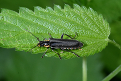 Cantharis obscura