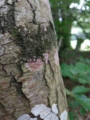 Arthonia cinnabarina