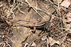 Sceloporus siniferus