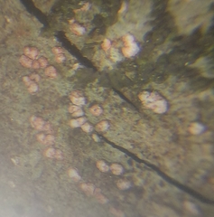 Arthonia cinnabarina