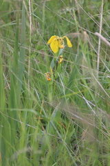 Iris pseudacorus
