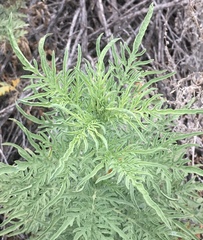 Ambrosia psilostachya