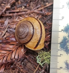 Helminthoglypta exarata