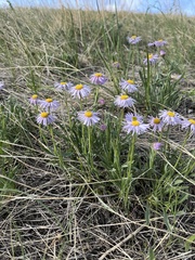 Erigeron vetensis