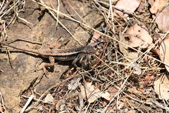 Sceloporus siniferus
