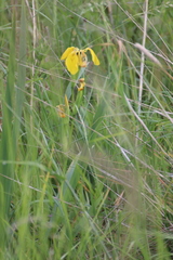 Iris pseudacorus