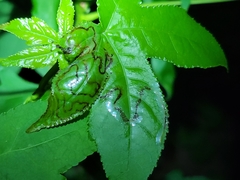 Phyllocnistis liquidambarisella