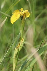 Iris pseudacorus