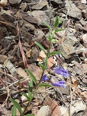 Scutellaria antirrhinoides