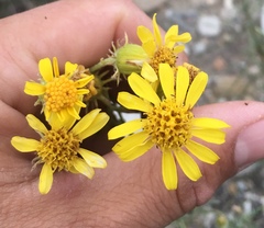 Senecio flaccidus
