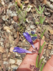 Scutellaria antirrhinoides