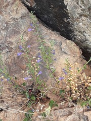 Scutellaria antirrhinoides