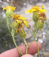 Senecio flaccidus