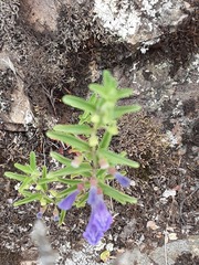 Scutellaria antirrhinoides