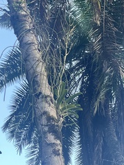 Vriesea procera tenuis