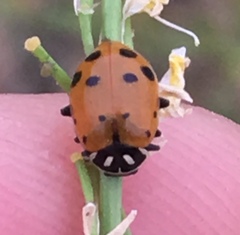 Hippodamia convergens