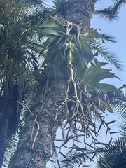 Vriesea procera tenuis