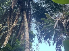 Vriesea procera tenuis