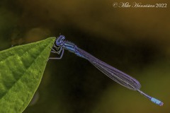 Enallagma divagans