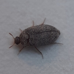 Coleoptera