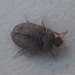 Coleoptera