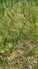 Dichanthelium commonsianum