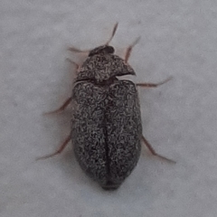 Coleoptera