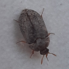 Coleoptera