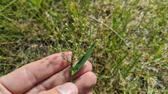 Dichanthelium commonsianum