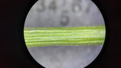 Dichanthelium commonsianum
