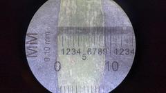 Dichanthelium commonsianum