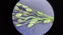 Dichanthelium commonsianum