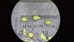 Dichanthelium commonsianum