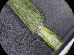 Dichanthelium commonsianum