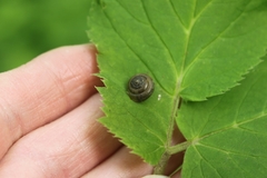 Euomphalia strigella