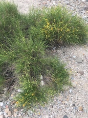 Lepidospartum squamatum