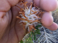 Trifolium macrocephalum