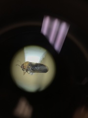 Pachypsylla celtidisgemma