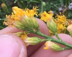 Lepidospartum squamatum