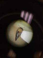 Pachypsylla celtidisgemma