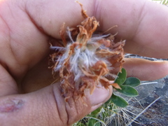 Trifolium macrocephalum